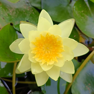 Chromatella Hardy Waterlily