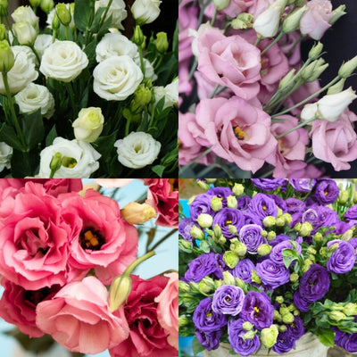 Lisianthus (Nandini) Mix Color Plant