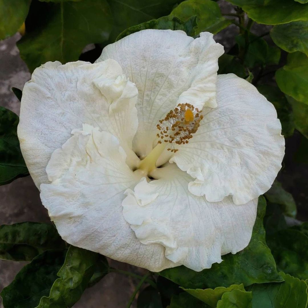 Byron Metts Hibiscus