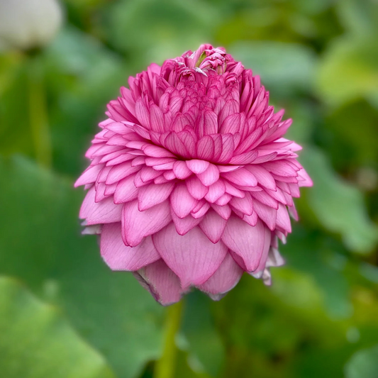Thousands Petal Lotus Tuber
