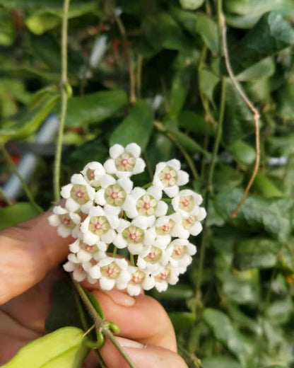 Hoya Rotundiflora - Potted