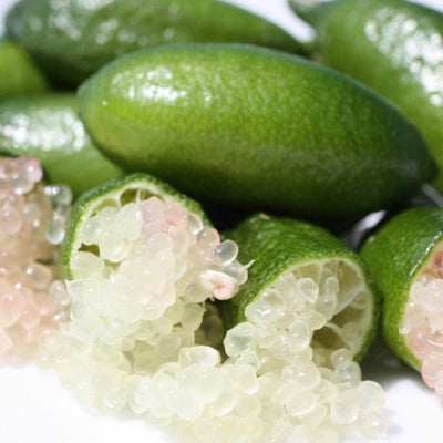 Finger Lemon Grafted Tree