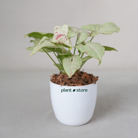 Syngonium Milk Confetti