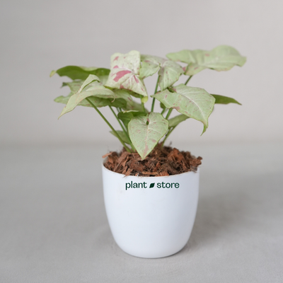 Syngonium Milk Confetti