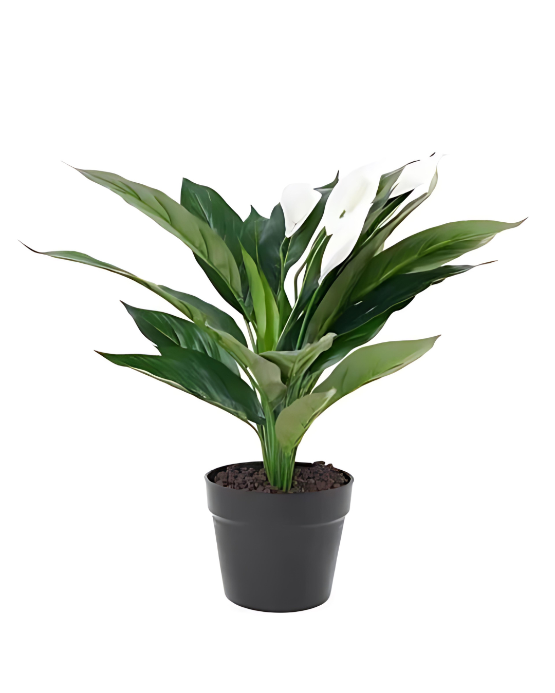 Peace Lily (Spathiphyllum) - plant store® 