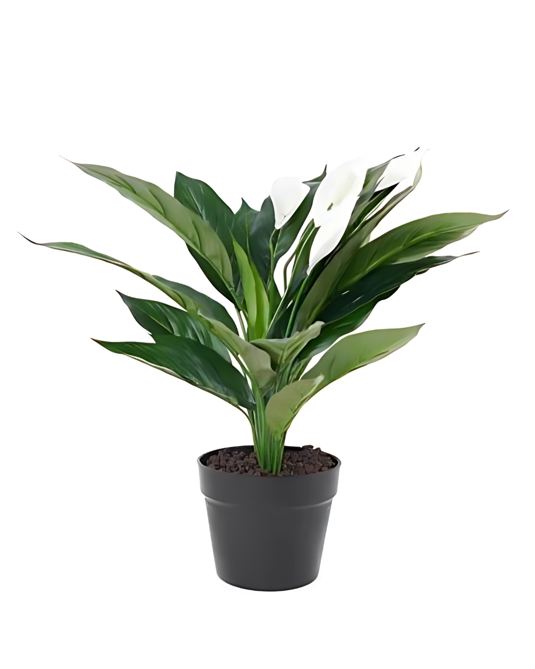 Peace Lily (Spathiphyllum)