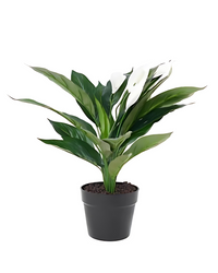 Peace Lily (Spathiphyllum) - plant store® 