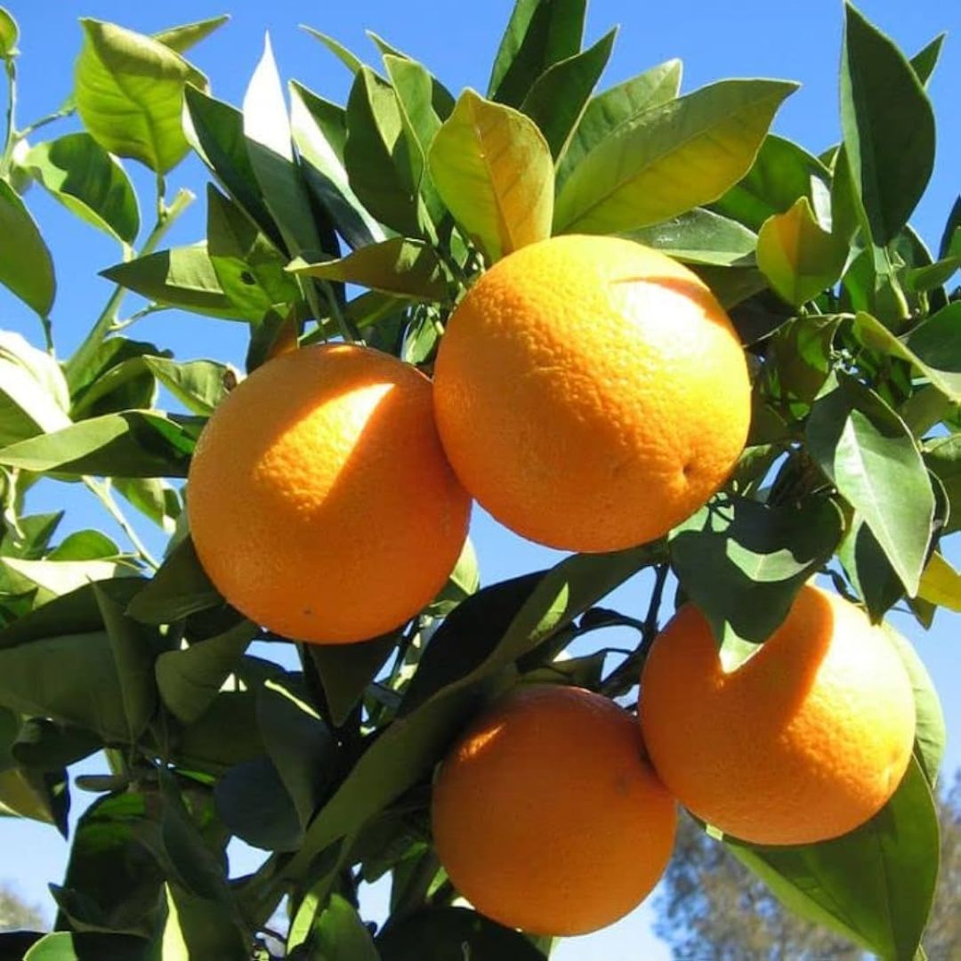 Satuki Orange Grafted Tree