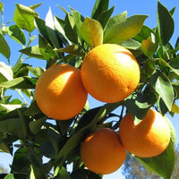 Satuki Orange Grafted Tree