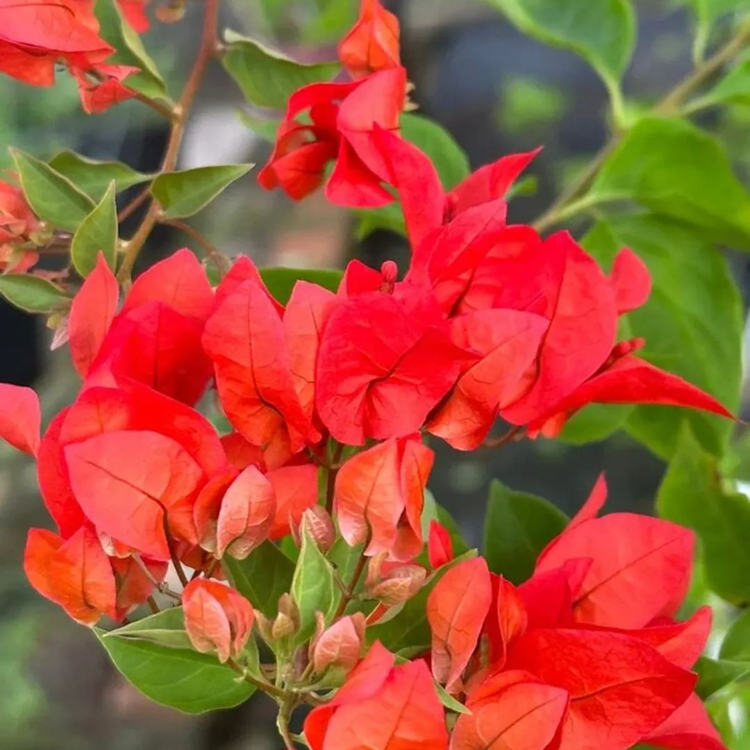 Tanglong Red Grafted Bougainvillea Plant