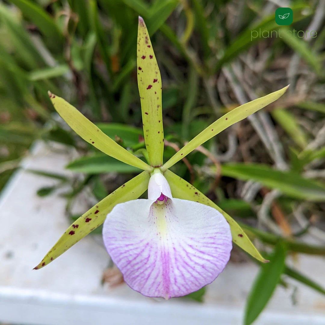 Cattleya Aclandiae x Little Star Blooming Size (RARE HARD TO FIND SPECIES) - plant store® 