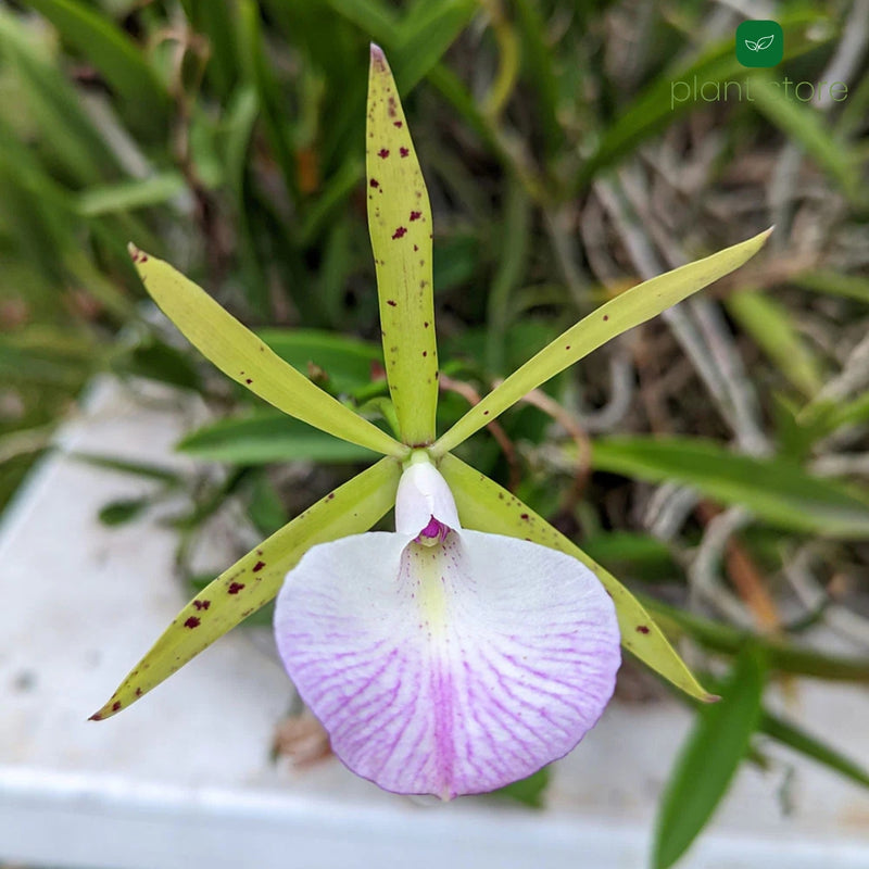 Cattleya Aclandiae x Little Star Blooming Size (RARE HARD TO FIND SPECIES) - plant store® 