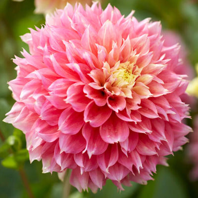 Large Dahlia Flower (Mix Colour) Bulbs