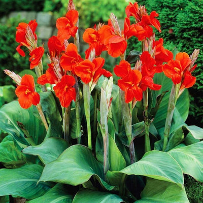 Canna Lily Flowering Bulbs (Red, Pink, Orange, Yellow)