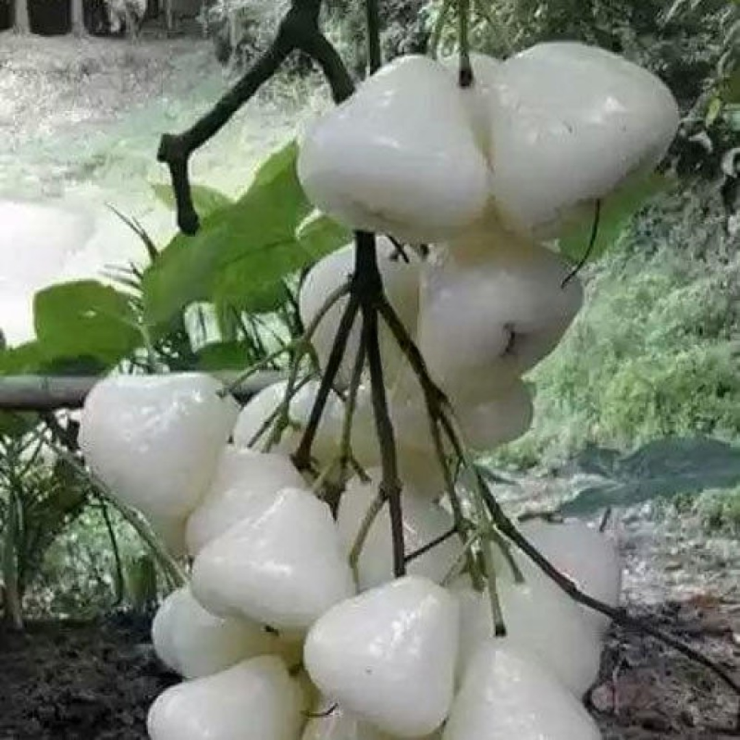 White Water Apple Grafted Tree