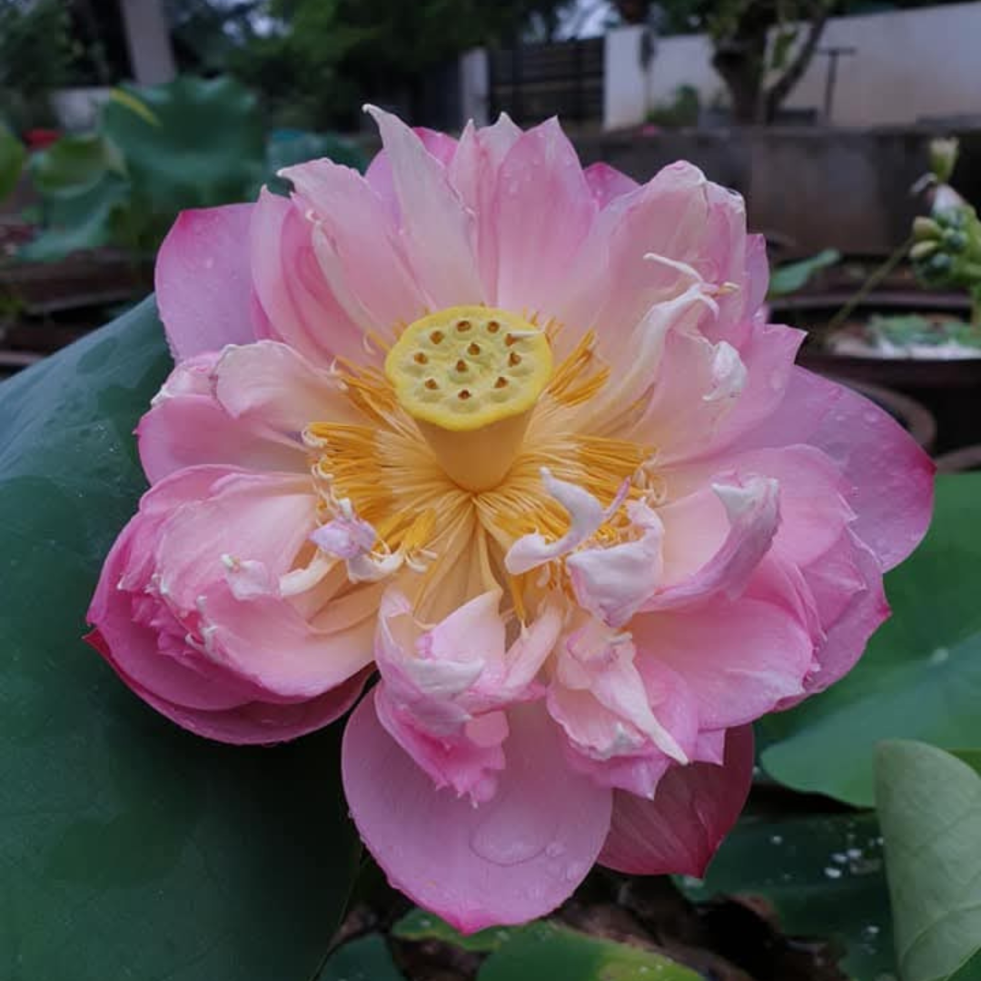 Pastel Blood Lotus Tuber