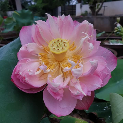 Pastel Blood Lotus Tuber
