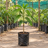 Alphonso Mango Grafted Plant