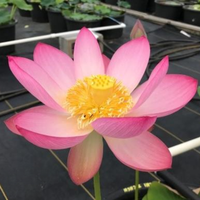 Yaochi Lotus Tuber
