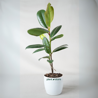 Green Rubber Plant