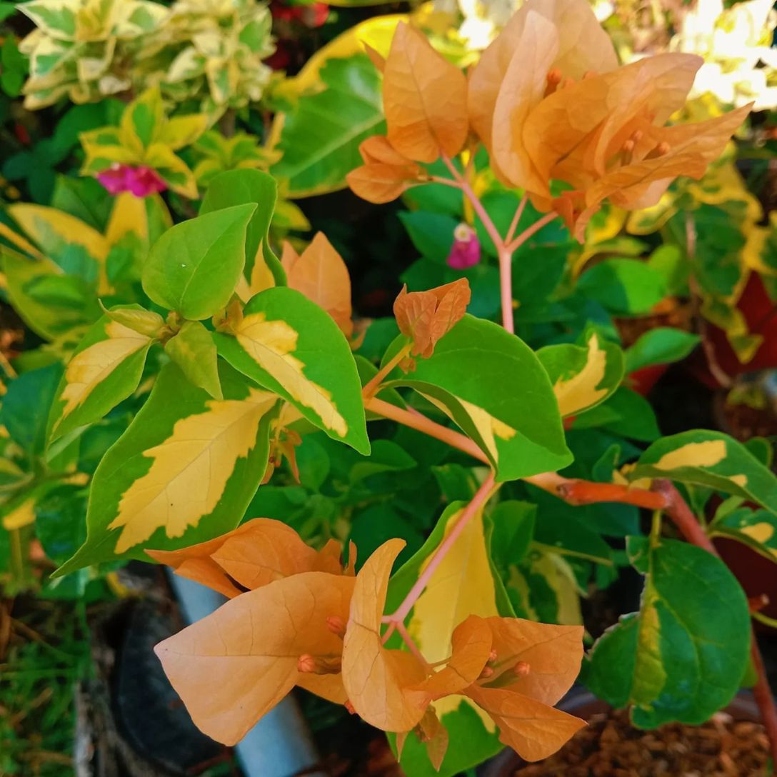Thima Yellow Grafted Bougainvillea Plant