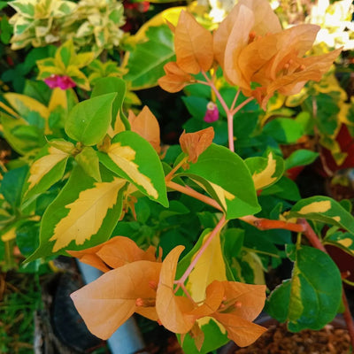 Thima Yellow Grafted Bougainvillea Plant