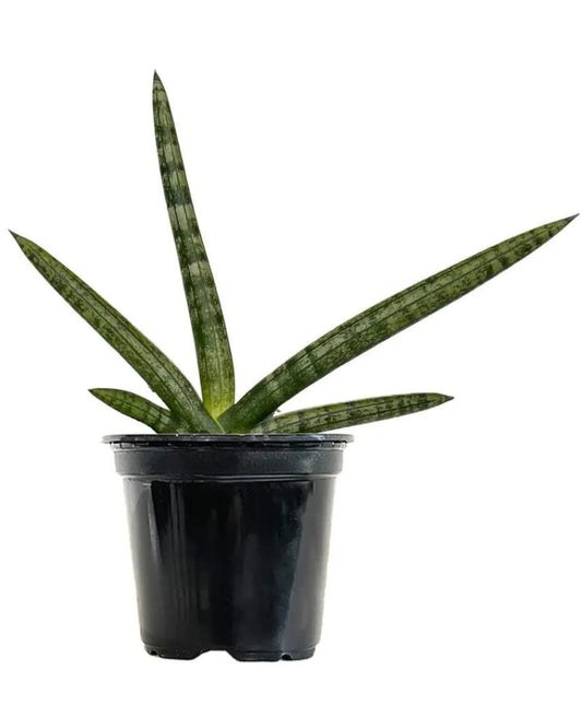 Sansevieria Cylindrica 'Boncel'