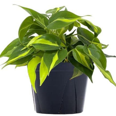 Philodendron Oxycardium Variegated