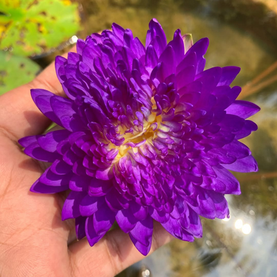 Anchan 1 Tropical Waterlily