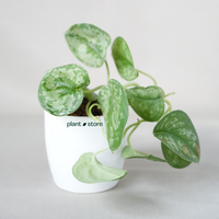 Scindapsus Silver