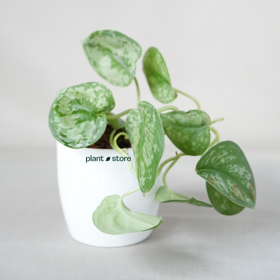 Scindapsus Silver