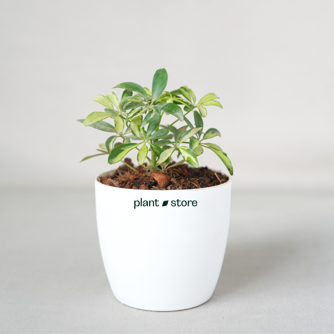 Schefflera Arboricola Trinette, Umbrella Plant – Variegated with Pot
