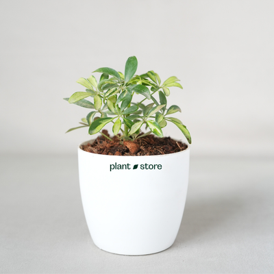 Schefflera Arboricola Trinette, Umbrella Plant – Variegated with Pot