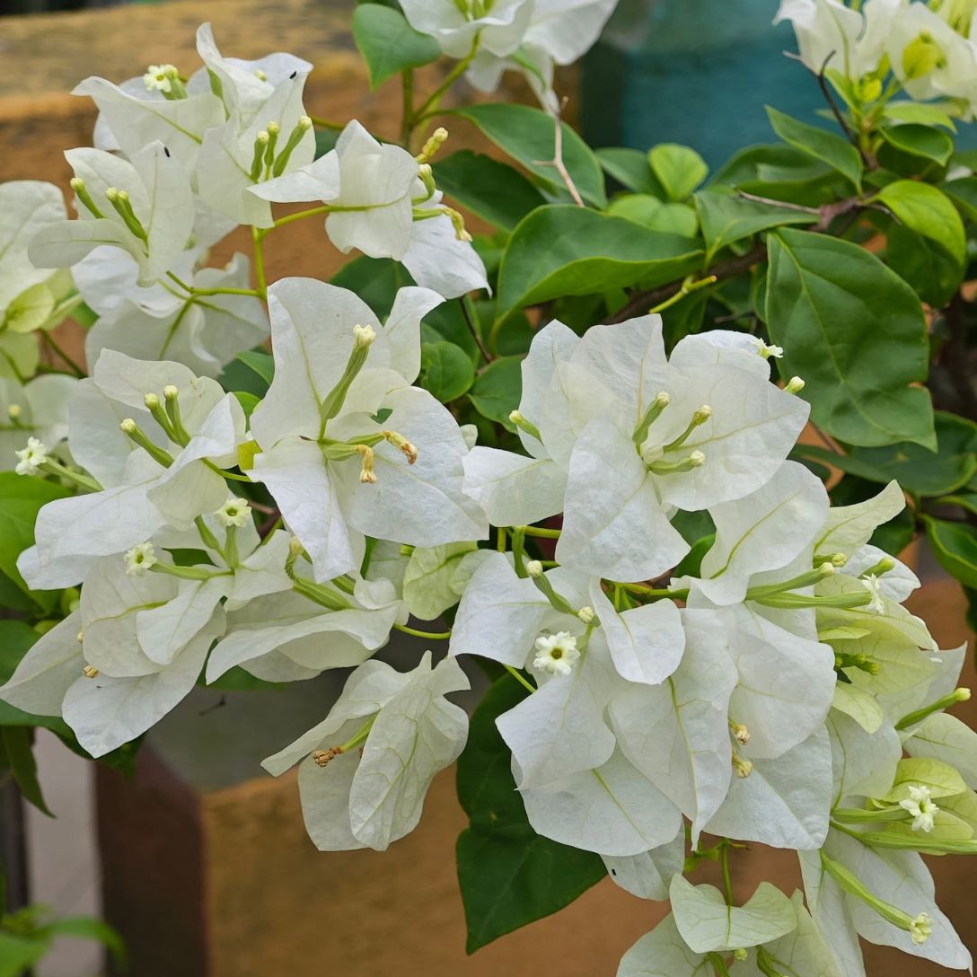 Golden Eva white Grafted Bougainvillea Plant
