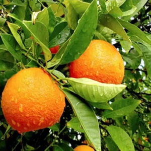 Darjeeling Orange Grafted Tree