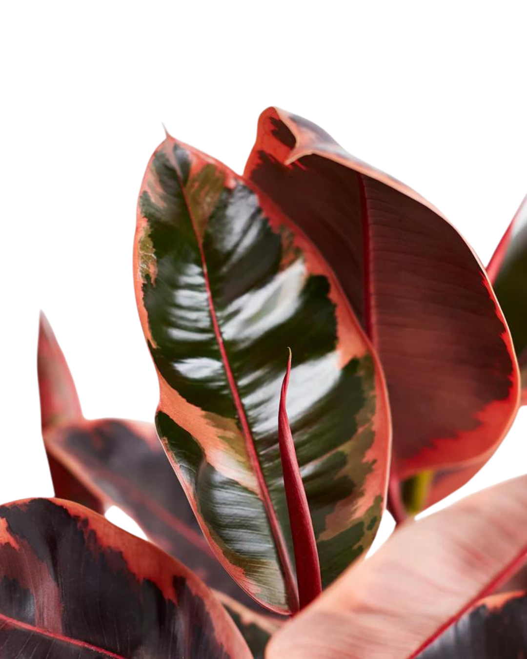 Ruby Pink Ficus Elastica - Rubber Plant - plant store® 