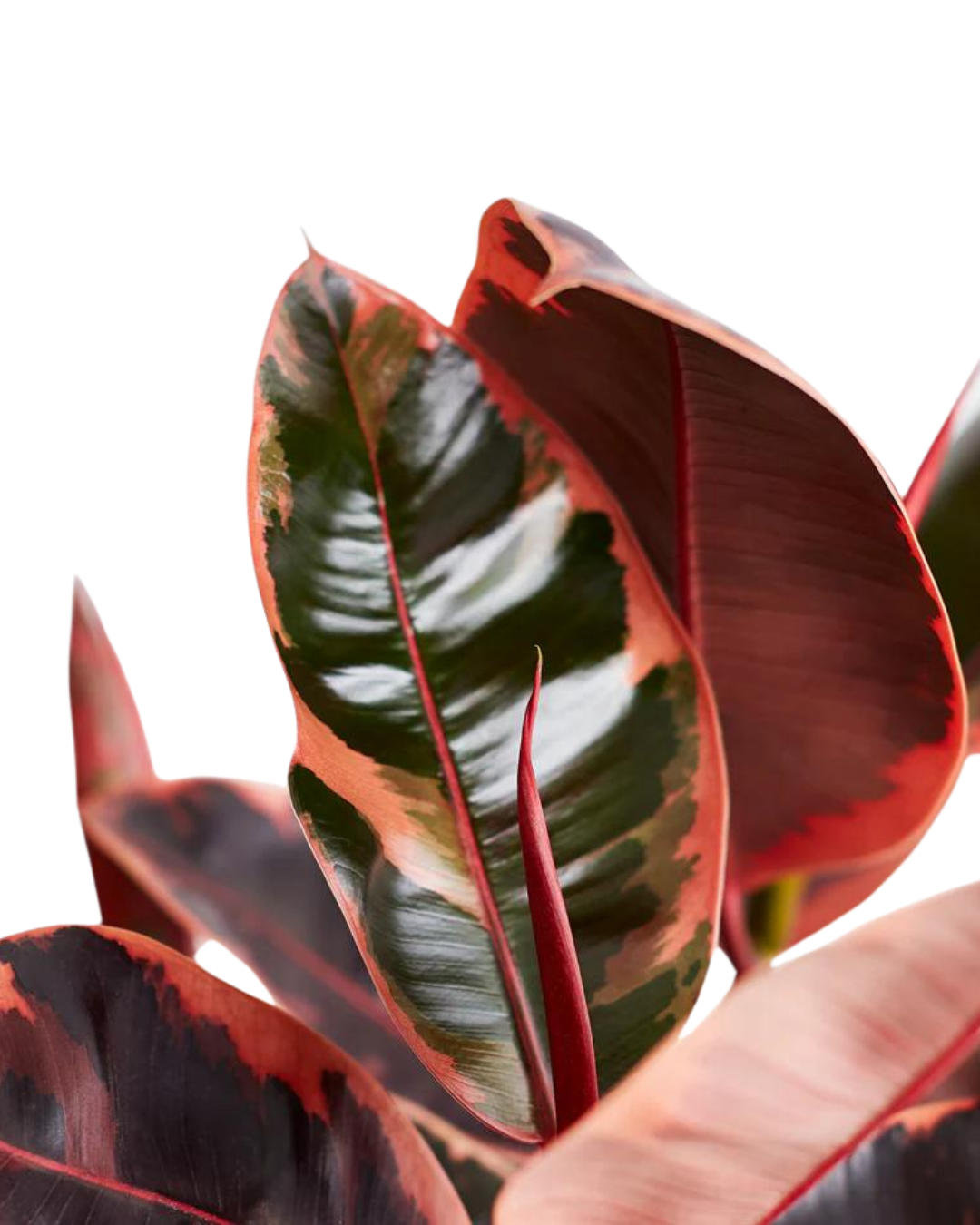 Ruby Pink Ficus Elastica - Rubber Plant