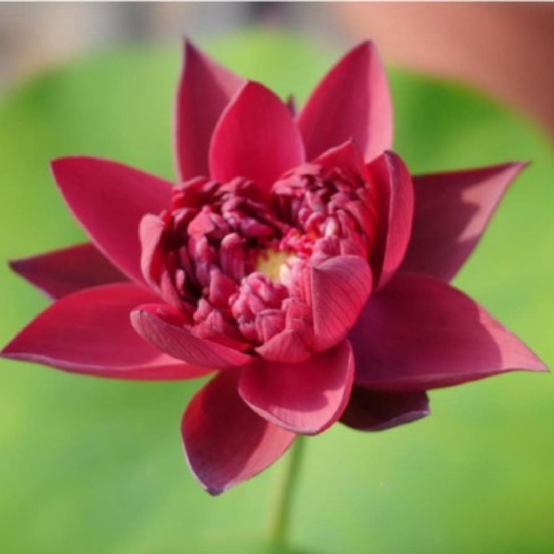 Wan Cheng Lotus Tuber