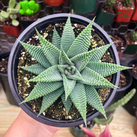 Haworthia Limifolia v. Striata (Bare Rooted) - plant store® 