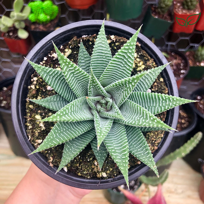 Haworthia Limifolia v. Striata  (Bare Rooted)