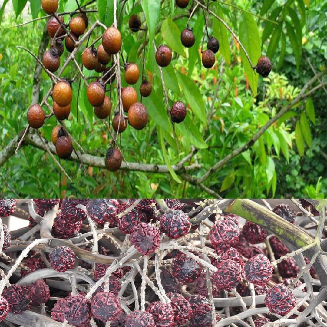 Rudraksha Grafted Tree