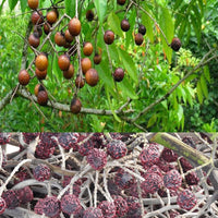 Rudraksha Grafted Tree