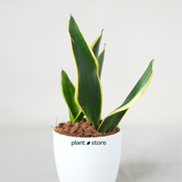 Air Purifier Duo - Snake And Money Plant With Pot