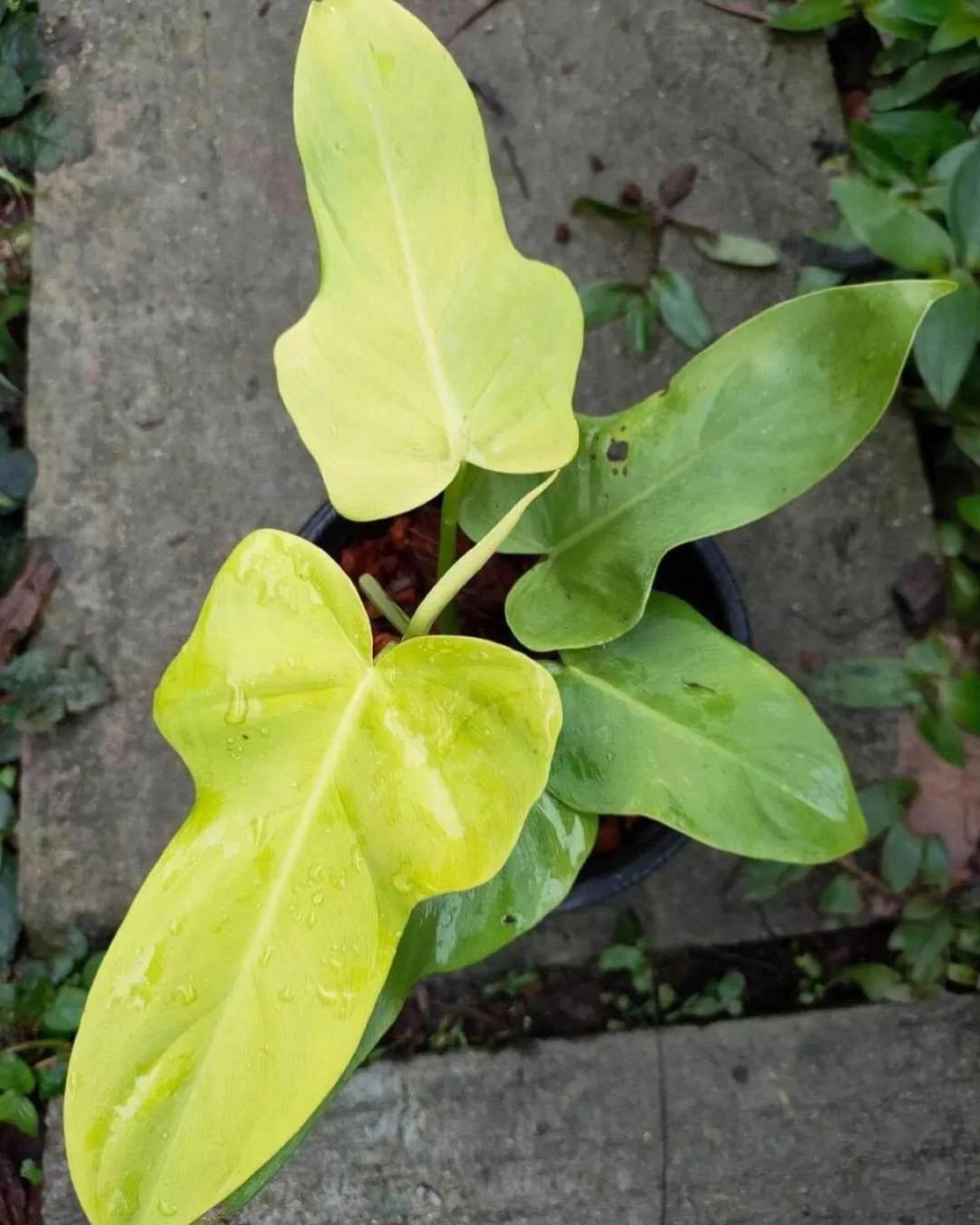 Philodendron Violin Green - plant store® 