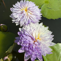 Mutah 2 Tropical Waterlily