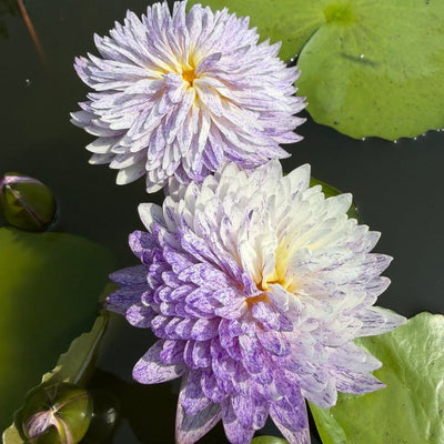 Mutah 2 Tropical Waterlily