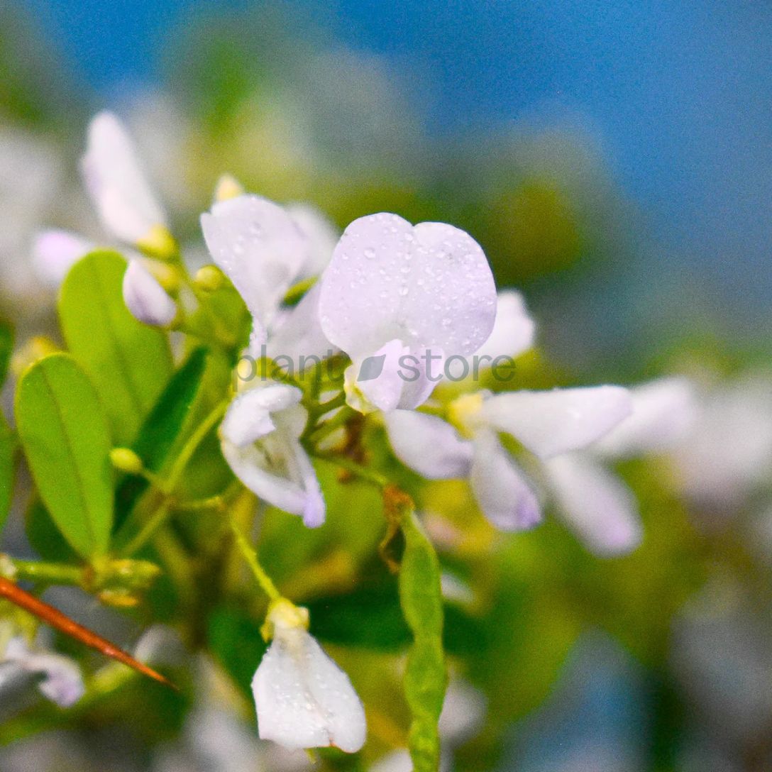 Vietnam Braya Plant