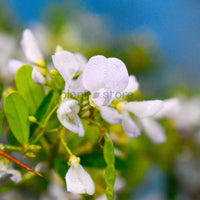 Vietnam Braya Plant