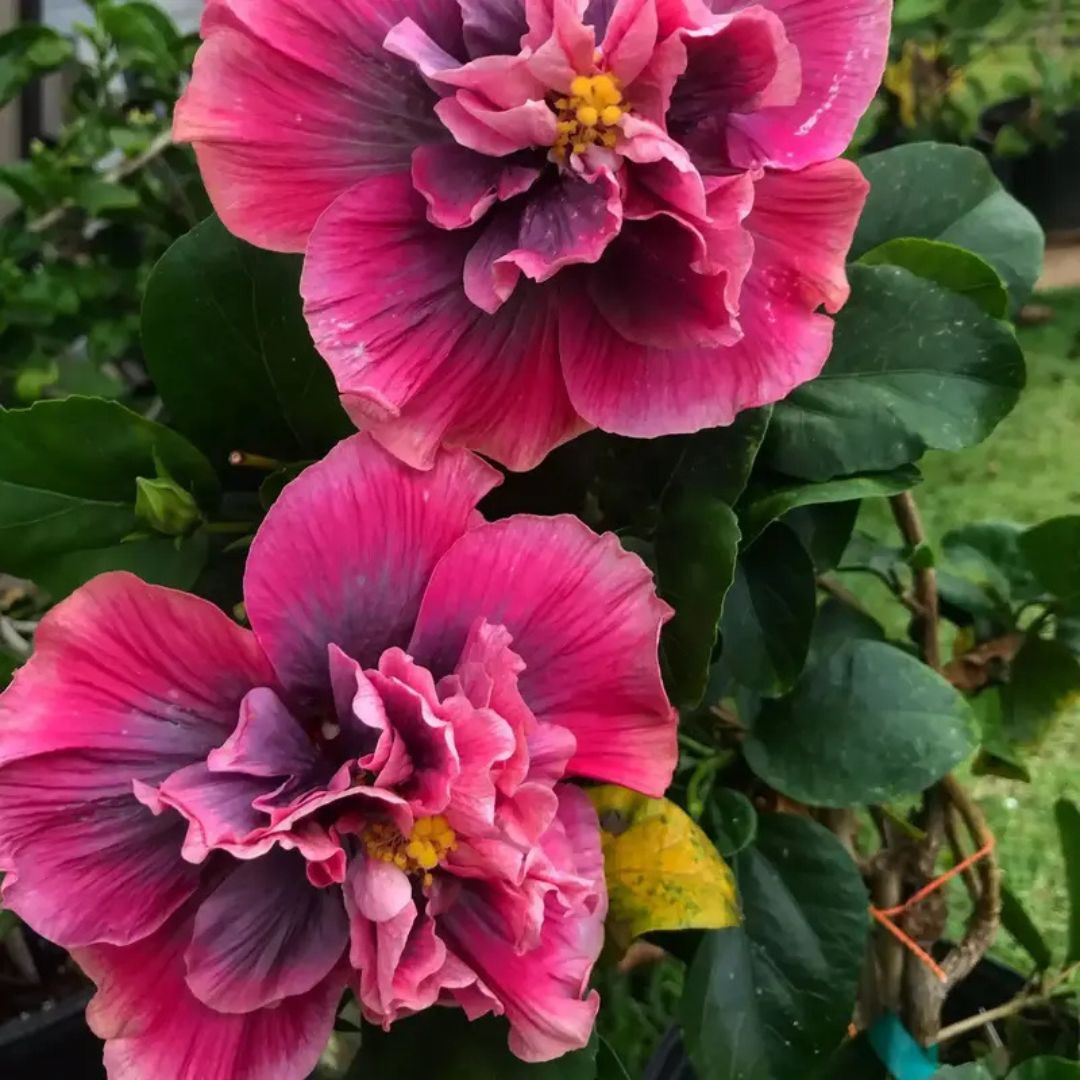 Indian Bride Hibiscus