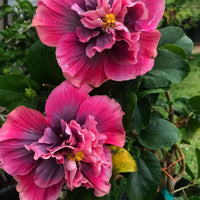 Indian Bride Hibiscus